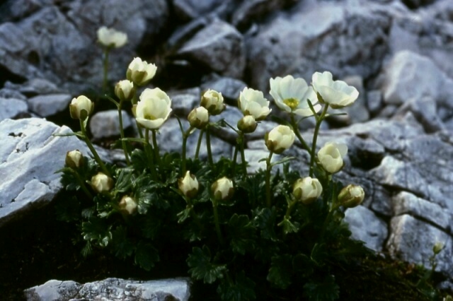 Ranunculs glacialis e R. bilobus